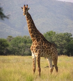 Mcli girafa Miroslav Duchacek wiki