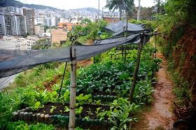 Segurança alimentar e agricultura urbana: um breve panorama
