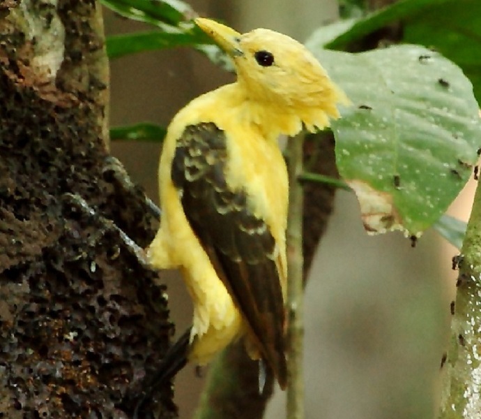 Fotografia. Pica-pau amarelo pousado no tronco de uma árvore. Seu bico é pontudo e tem o mesmo tom amarelo das penas de seu corpo. Apenas as asas têm cor diferente: são marrons.